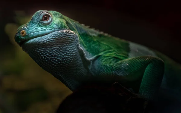 Portrait of Fiji banded iguana