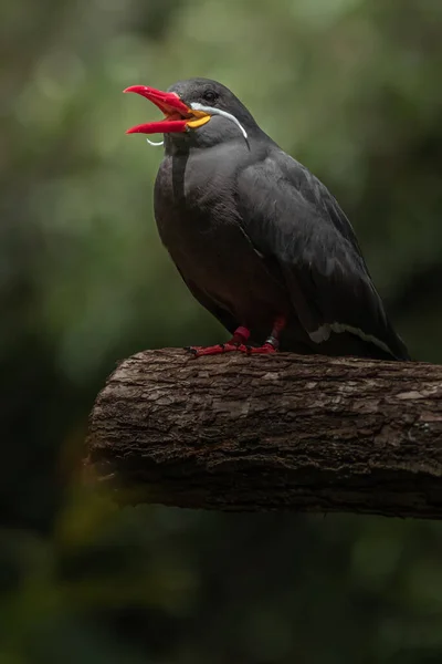 Portrait Inca Tern — 스톡 사진