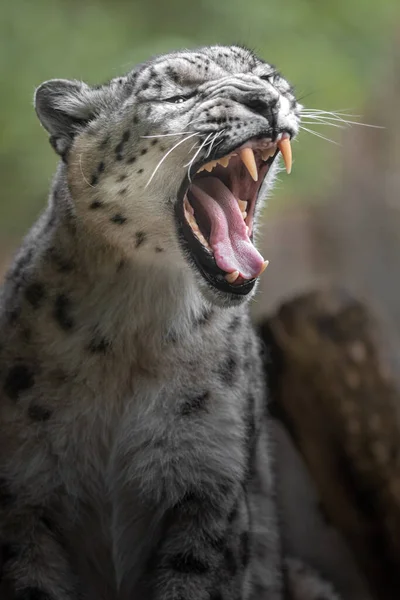 Portrait Snow Leopard Irbis —  Fotos de Stock