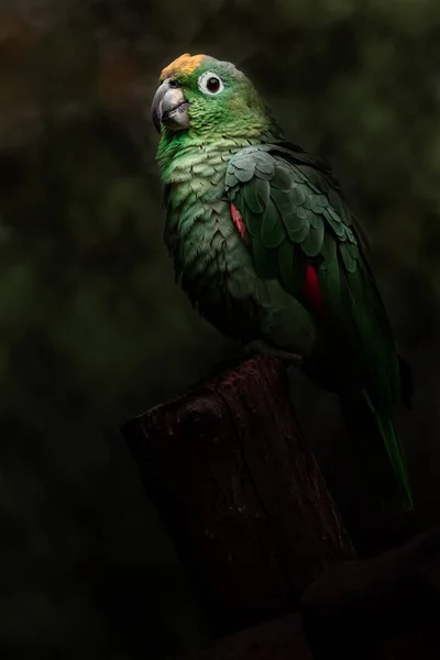 Portrait Southern Mealy Amazon — Stockfoto