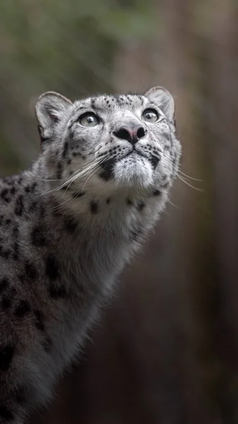 Portrait Snow Leopard Irbis — 스톡 사진
