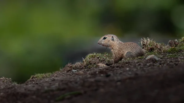 Portrait European Ground Squirrel — Stock Photo, Image
