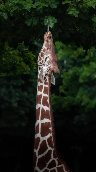 Portrait Reticulated Giraffe — Stok fotoğraf