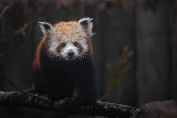 Retrato Panda Rojo — Foto de Stock