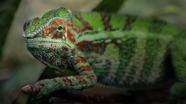 Portrét Pantera Chameleona — Stock fotografie