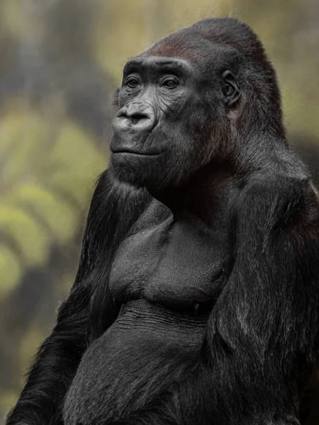 Foto Gorila Ocidental — Fotografia de Stock