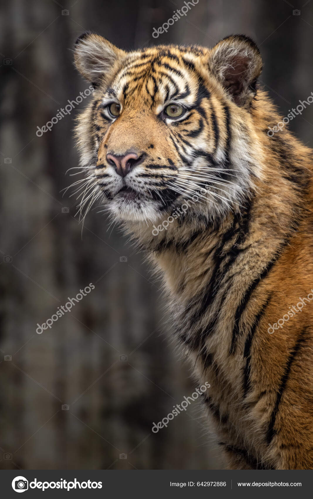 Sumatran Tiger Zoo — Stock Photo © svoboda.photos #642972886