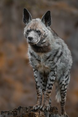 Photo of a Striped hyena