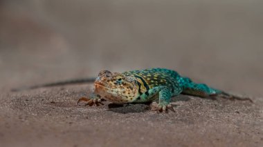 Photo of a Agama Lionotus Dodomae