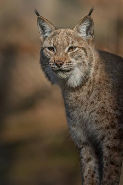 Photo of a Eurasian lynx