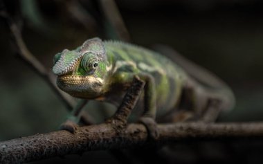 Photo of a Panther chameleon