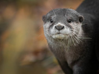 Photo of a Asian small-clawed otter