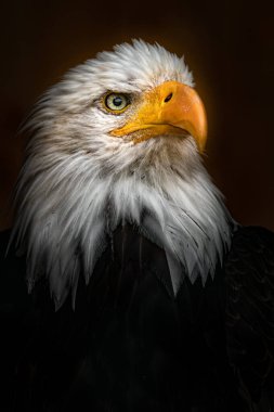 Bald eagle in zoo