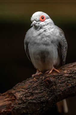 Diamond dove in zoo