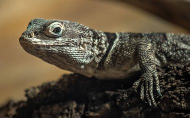 Madagascan collared iguana in zoo