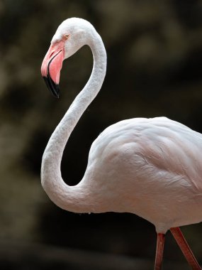 Red flamingo in zoo