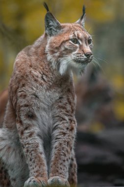Eurasian lynx  in zoo
