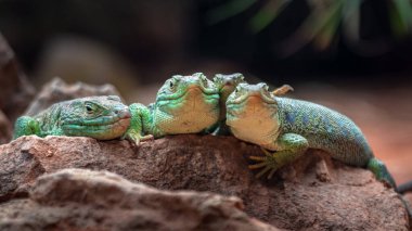 Ocellated lizard in zoo