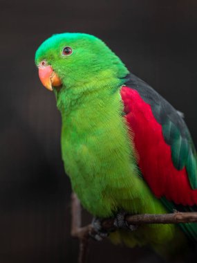 Red-winged parrot in zoo