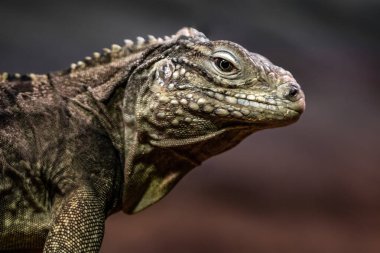 Küba rock iguana Hayvanat Bahçesi