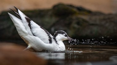 Pied avocet in zoo