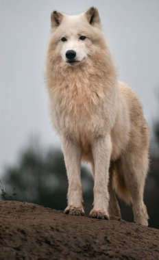 Hayvanat Bahçesi kutup kurdu