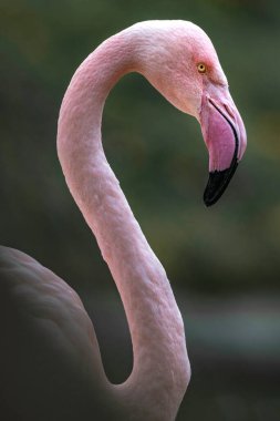 Red flamingo in zoo