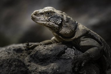 Chuckwalla on stone  in zoo