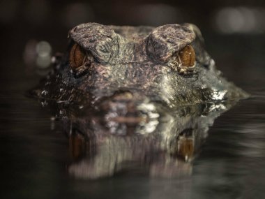 Cuvier's dwarf caiman in zoo