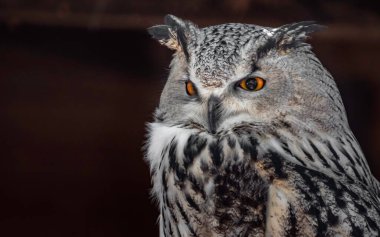 Eurasian eagle-owl in zoo