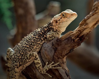 Portrait of a Laudakia (Agama) lehmanni