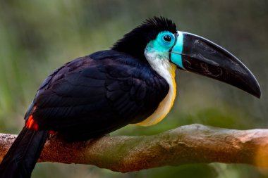 Portrait of a Channel billed toucan