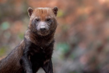 Portrait of a Bush dog