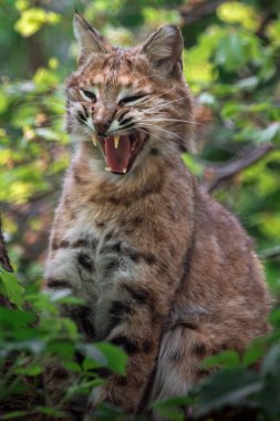 bobcat portresi