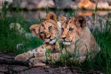 Portrait of a Southern African lion