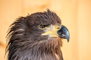 Portrait of a White-tailed eagle