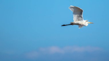 Flying Great egret in wild