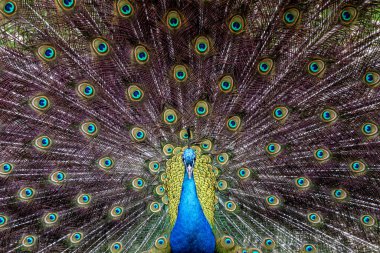 Portrait of a Indian peafowl