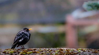 Portrait of a Eurasian blackbird