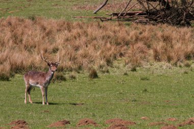 Ormanda düşen geyik.