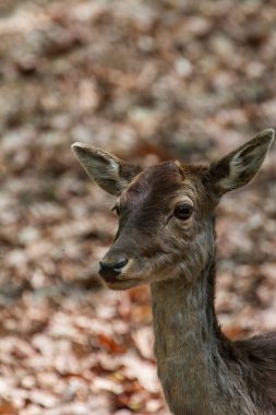 Ormanda düşen geyik.