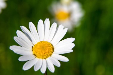 Detail of a Leucanthemum
