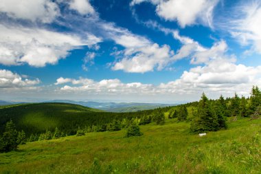 Dağlarda yaz orman.