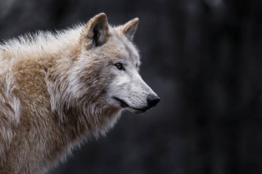 Portrait of a Arctic wolf