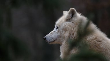 Portrait of a Arctic wolf