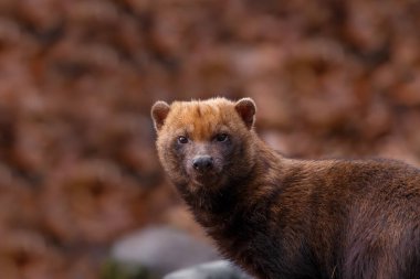 Portrait of a Bush dog
