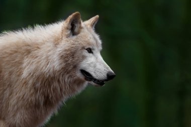Portrait of a Arctic wolf