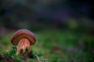 Detail of Boletus in moss