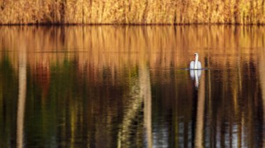 Portrait of a Swan on pond.
