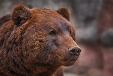 Portrait of a Kamchatka brown bear